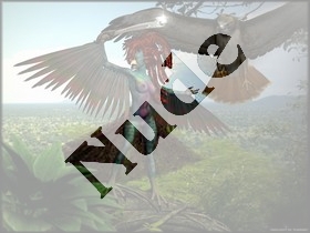 warbird.jpg